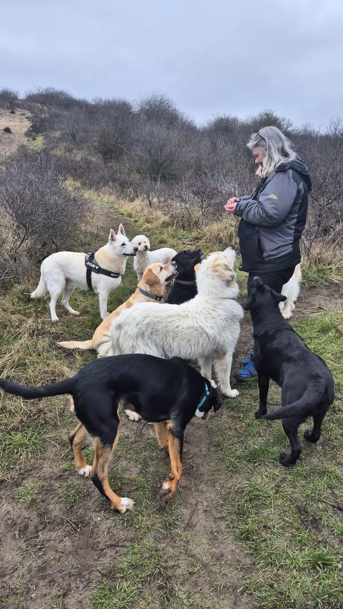 Ingrid begeleidt een groep honden tijdens een wandeling